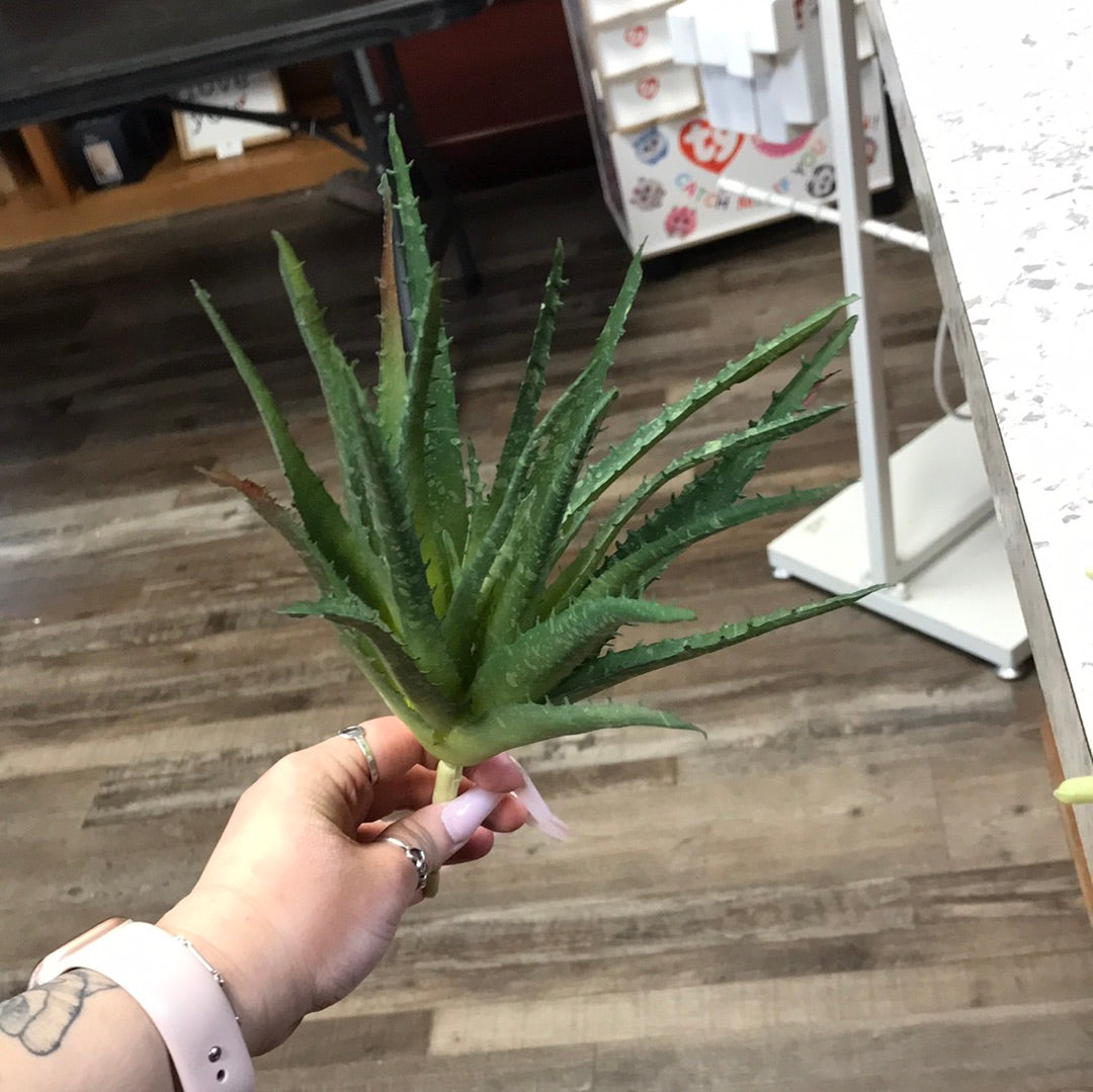 Aloe Vera Plant Stem – Lou Dee's Floral and Gifts