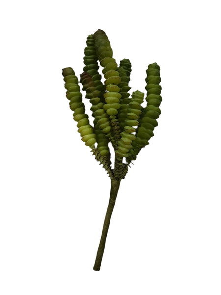 Finger Succulent 8"