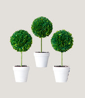 Potted Boxwood Topiaries