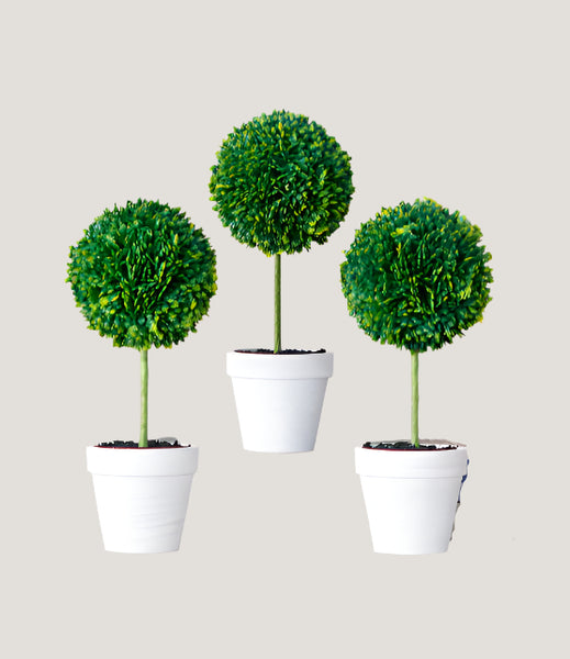 Potted Boxwood Topiaries