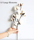 21"High Quality Cotton Stem-10 Large Cotton blossoms