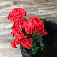 Red geraniums bush