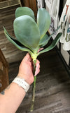 PL. UV Treat Broad Leaf Succulent