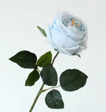 17"Premium Real touch English Austin Cabbage Rose Stem: Pure White