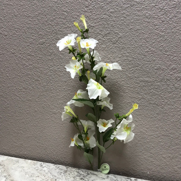 Draping Morning Glory White