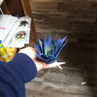 Blue Succulents