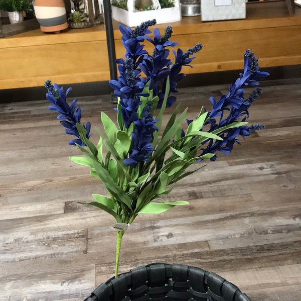 Budding Firecracker Salvia Bush