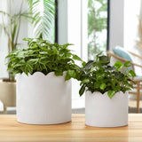 Plant Pot Set of 2 - White Ceramic Scalloped Arch, 9/12 in.