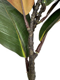22"Ultra realistic Real Touch Magnolia Stem-10 leaves: Natural Green