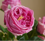 17"Premium Real touch English Austin Cabbage Rose Stem: Light Blue