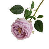 17"Premium Real touch English Austin Cabbage Rose Stem: Light Blue