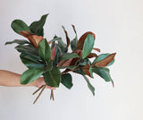 22"Ultra realistic Real Touch Magnolia Stem-10 leaves: Natural Green
