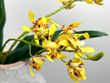 17"Artificial Arachnis Orchid Real Touch Leaves: Yellow