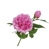 25.5"- Real Touch Peony Stem-2 Blooms: White