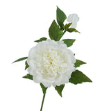 25.5"- Real Touch Peony Stem-2 Blooms: White