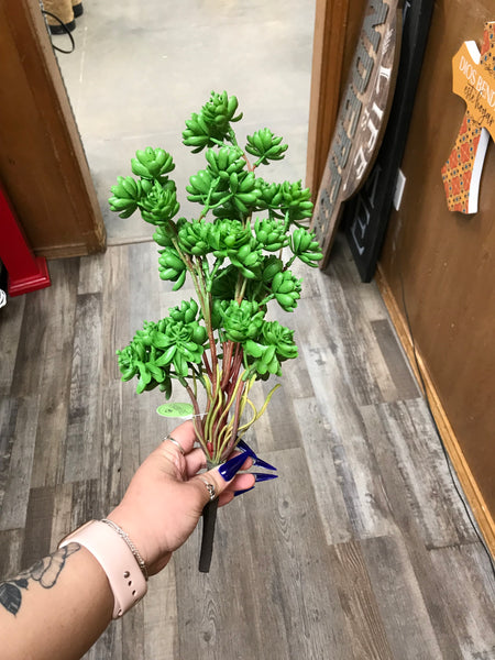 PL Chick Succulent Plant