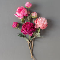 Summer Peony