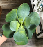PL. UV Treat Broad Leaf Succulent