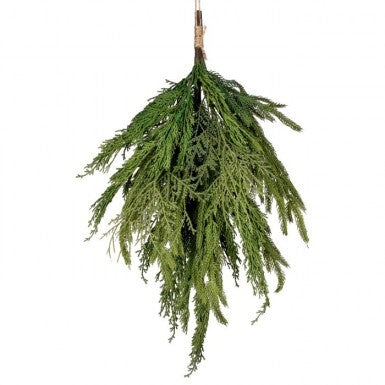 20" CYPRUS/NORFOLK PINE BUNDLE