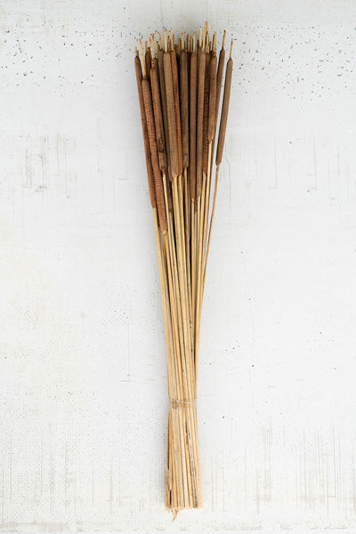 Bundle of 50 Dried Miniature Cattails