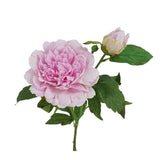 25.5"- Real Touch Peony Stem-2 Blooms: White