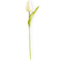 White Tulip Stem