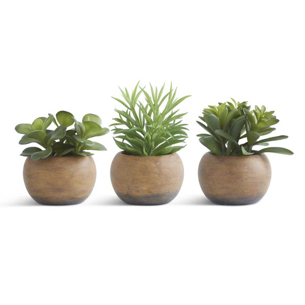 Set of Three Succulents in Round Pots