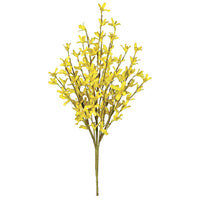 Forsythia Bush