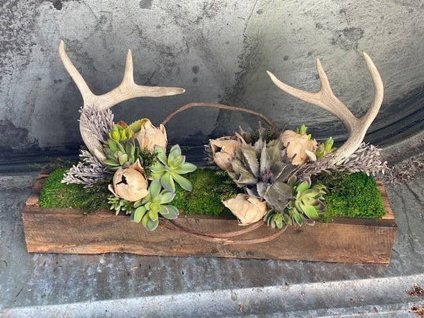 Antlers with Succulents