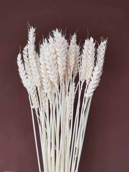 Wholesale Triticum bleached off white dried wheat