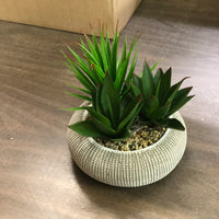 Succulents in concrete pot