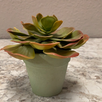 Succulent Planter in pot
