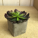 SUCCULENT IN CEMENT POT