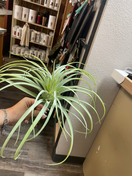 AIR PLANT