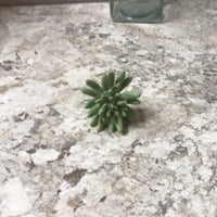 Spiky Succulent Pick