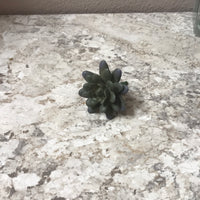 Echeveria Succulent Pick