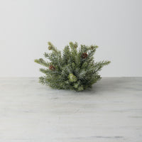 White Spruce