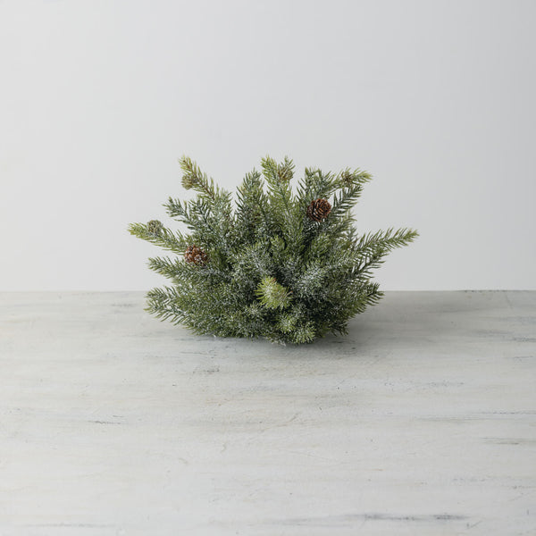 White Spruce