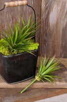 Yucca/Rosette Succulent Picks